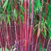 25 Red Bamboo Seeds - Exotic Privacy Screen Plant for Garden Shade - Image 1