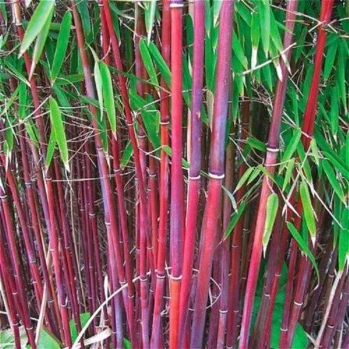 25 Red Bamboo Seeds - Exotic Privacy Screen Plant for Garden Shade - Image 1