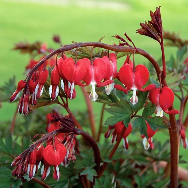 25 Red Bleeding Heart Seeds - Dicentra Spectabilis Perennial Flowers for Shade Garden - Image 1