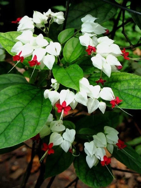 25 Red Bleeding Heart Seeds - Perennial Flower Seeds for Garden - Image 2