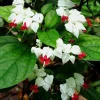 25 Red Bleeding Heart Seeds - Perennial Flower Seeds for Garden - Image 1