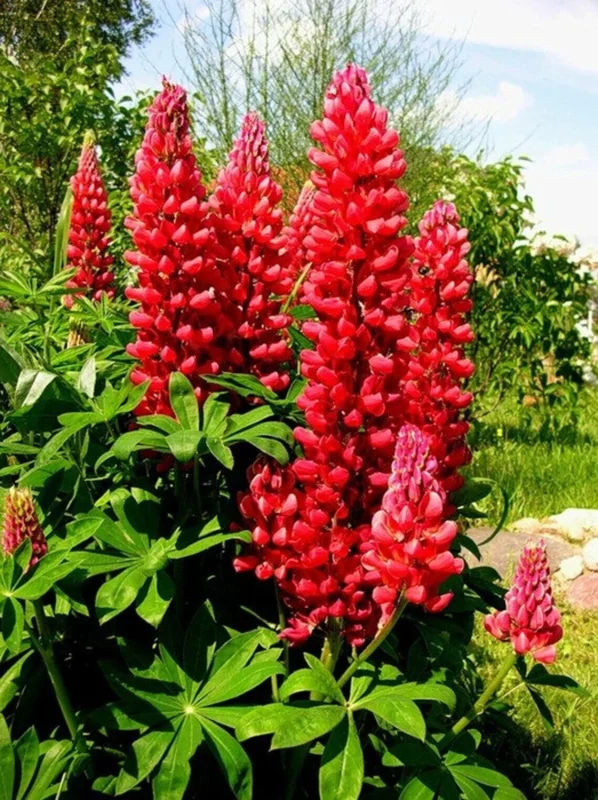 25 Red Flame Lupine Seeds - Perennial Flower Seeds for Outdoor Garden - Image 2