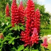 25 Red Flame Lupine Seeds - Perennial Flower Seeds for Outdoor Garden - Image 1