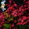 25 Red Lilac Seeds - Fragrant Perennial Flower Seeds for Planting - Image 1