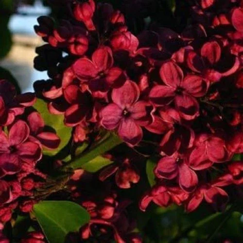 25 Red Lilac Seeds - Fragrant Perennial Flower Seeds for Planting - Image 1