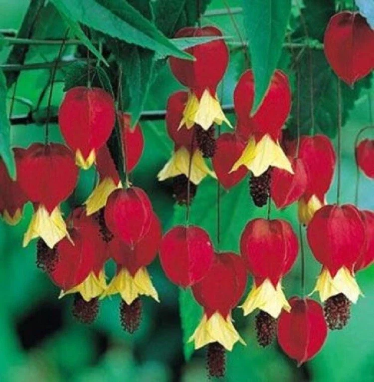 25 Red Yellow Bleeding Heart Seeds - Perennial Shade Flowers for Garden - Image 2