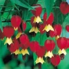 25 Red Yellow Bleeding Heart Seeds - Perennial Shade Flowers for Garden - Image 1