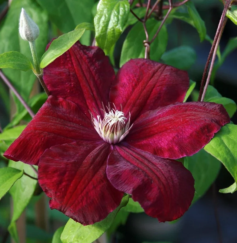 25 Rouge Clematis Seeds – Climbing Perennial Flower – Outdoor Garden - Image 1