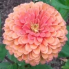 25 Salmon Rose Dahlia Seeds - Perennial Flowering Bloom - Image 1