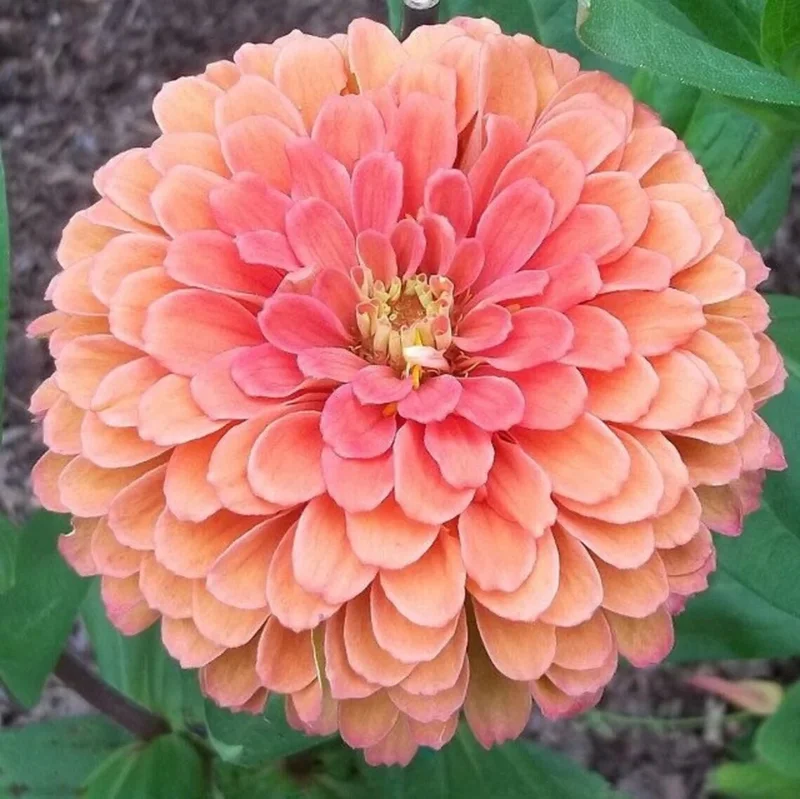25 Salmon Rose Dahlia Seeds - Perennial Flowering Bloom - Image 1