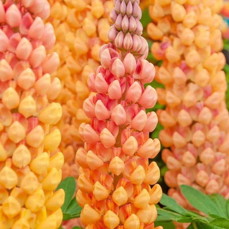 25 Salmon Star Lupine Seeds - Perennial Flowers for Garden - Image 2