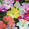25 Striped Mix Four O'clock Flower Seeds – Perennial Garden Plant - Image 1