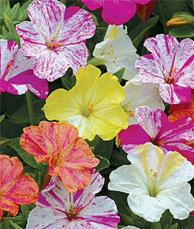 25 Striped Mix Four O'clock Flower Seeds – Perennial Garden Plant - Image 1