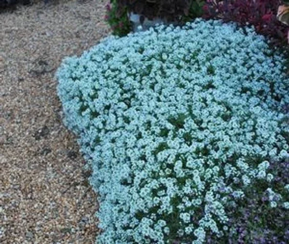 25 Teal Alyssum Seeds - Sweet Carpet Flower for Garden & Borders - Image 2