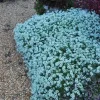 25 Teal Alyssum Seeds - Sweet Carpet Flower for Garden & Borders - Image 1
