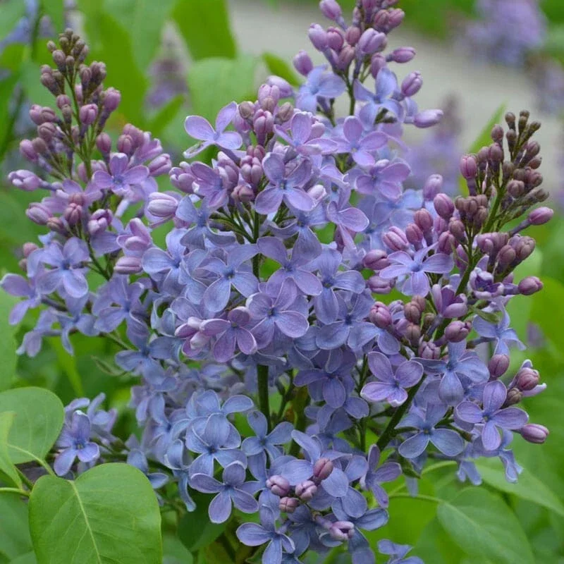 25 Wonderblue Lilac Seeds – Fragrant Perennial Flower Seeds, USA Grown - Image 1