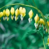 25 Yellow Bleeding Heart Seeds - Perennial Flower Seeds for Garden - Image 1