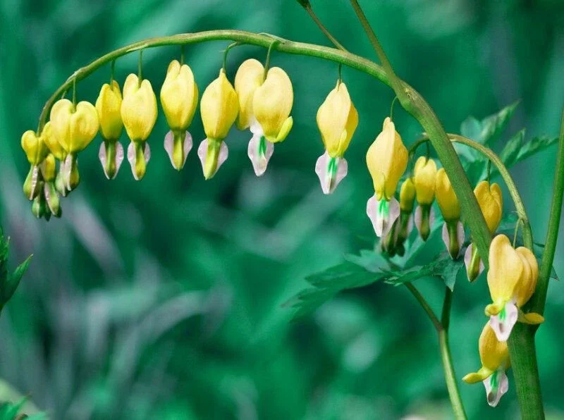 25 Yellow Bleeding Heart Seeds - Perennial Flower Seeds for Garden - Image 1