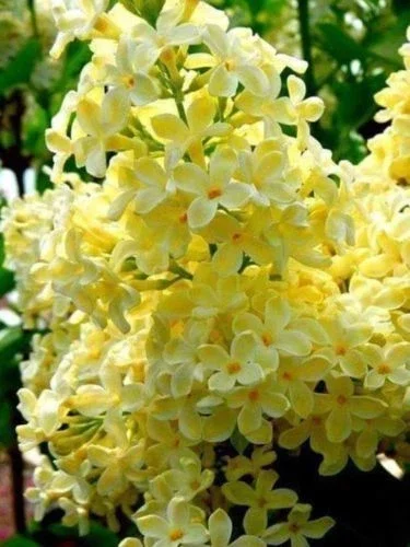 25 Yellow Lilac Seeds - Fragrant Perennial Tree Flower Seed - Image 1
