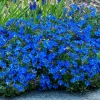 270 Bright Blue Alyssum Seeds - Sweet Carpet Flowers, Lobularia maritima - Image 1