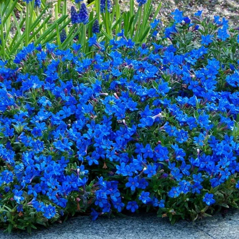 270 Bright Blue Alyssum Seeds - Sweet Carpet Flowers, Lobularia maritima - Image 1