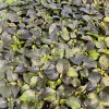 3 Black Naga Twister Super Hot Pepper Live Plants - 75+ Day Old - Vegetative Stage - Image 1