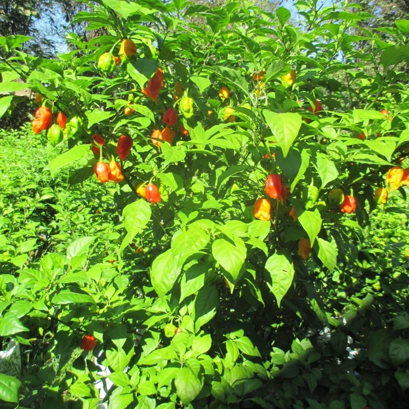 3 Carolina Reaper Super Hot Pepper Live Plants - 75+ Days Old, Vegetative Stage 3 Carolina Reaper Super Hot Pepper Live Plants - 75+ Days Old, Vegetative Stage - Image 10