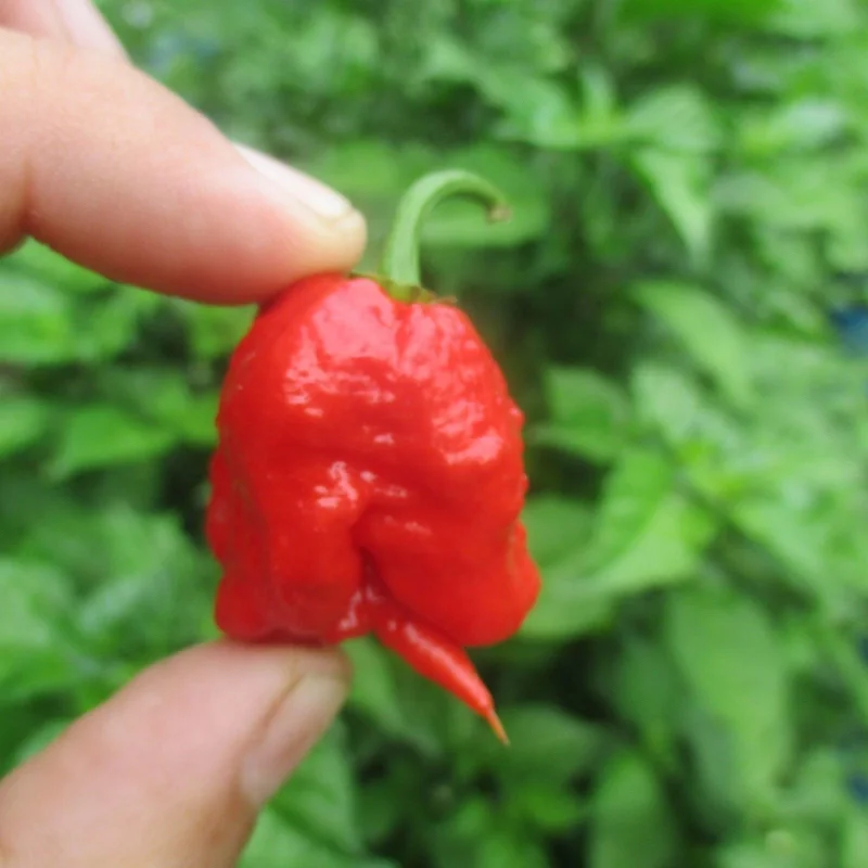 3 Carolina Reaper Super Hot Pepper Live Plants - 75+ Days Old, Vegetative Stage 3 Carolina Reaper Super Hot Pepper Live Plants - 75+ Days Old, Vegetative Stage - Image 11