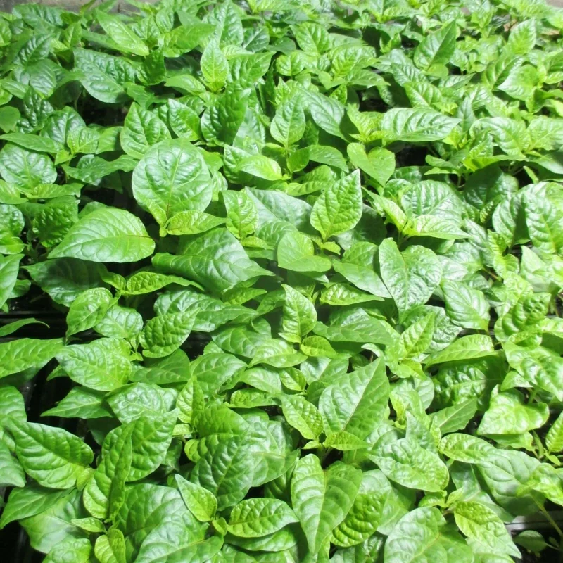 3 Carolina Reaper Super Hot Pepper Live Plants - 75+ Days Old, Vegetative Stage 3 Carolina Reaper Super Hot Pepper Live Plants - 75+ Days Old, Vegetative Stage - Image 2