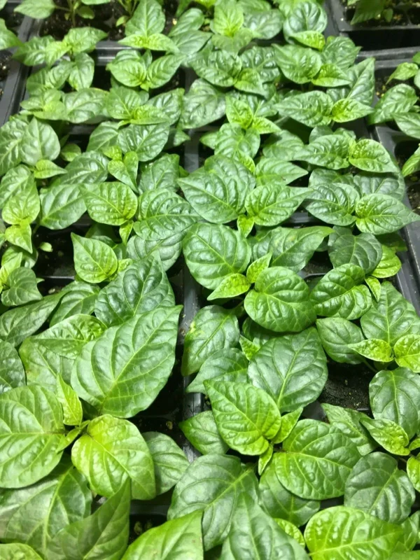 3 Carolina Reaper Super Hot Pepper Live Plants - 75+ Days Old, Vegetative Stage 3 Carolina Reaper Super Hot Pepper Live Plants - 75+ Days Old, Vegetative Stage - Image 3