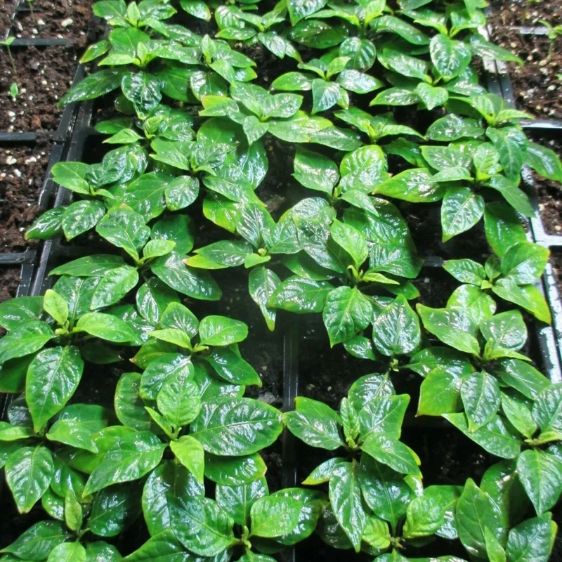 3 Carolina Reaper Super Hot Pepper Live Plants - 75+ Days Old, Vegetative Stage 3 Carolina Reaper Super Hot Pepper Live Plants - 75+ Days Old, Vegetative Stage - Image 4