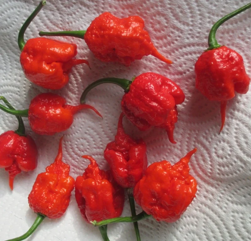 3 Carolina Reaper Super Hot Pepper Live Plants - 75+ Days Old, Vegetative Stage 3 Carolina Reaper Super Hot Pepper Live Plants - 75+ Days Old, Vegetative Stage - Image 5