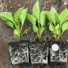 3 Carolina Reaper Super Hot Pepper Live Plants - 75+ Days Old, Vegetative Stage - Image 1