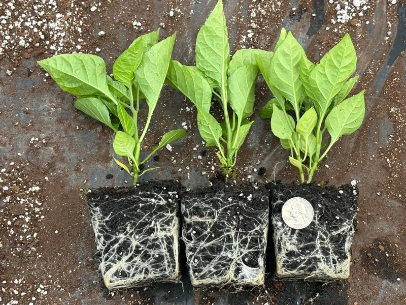 3 Carolina Reaper Super Hot Pepper Live Plants - 75+ Days Old, Vegetative Stage 3 Carolina Reaper Super Hot Pepper Live Plants - 75+ Days Old, Vegetative Stage - Image 1