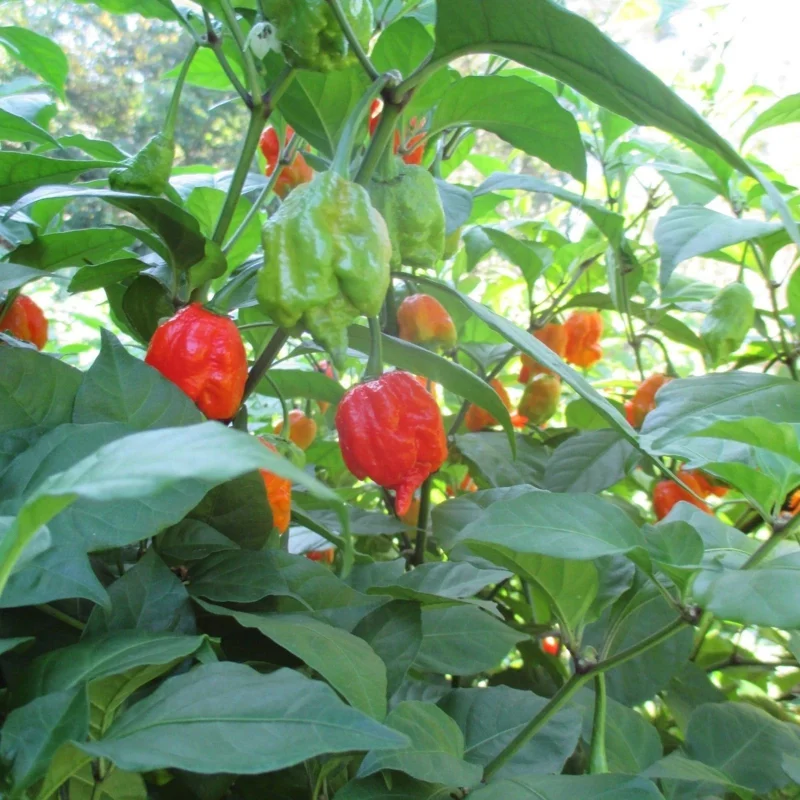 3 Carolina Reaper Super Hot Pepper Live Plants - 75+ Days Old, Vegetative Stage 3 Carolina Reaper Super Hot Pepper Live Plants - 75+ Days Old, Vegetative Stage - Image 6