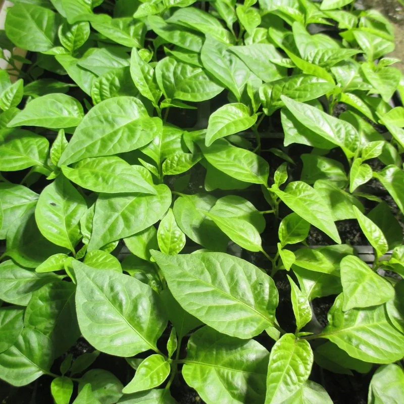 3 Carolina Reaper Super Hot Pepper Live Plants - 75+ Days Old, Vegetative Stage 3 Carolina Reaper Super Hot Pepper Live Plants - 75+ Days Old, Vegetative Stage - Image 7