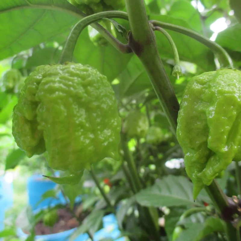 3 Carolina Reaper Super Hot Pepper Live Plants - 75+ Days Old, Vegetative Stage 3 Carolina Reaper Super Hot Pepper Live Plants - 75+ Days Old, Vegetative Stage - Image 8
