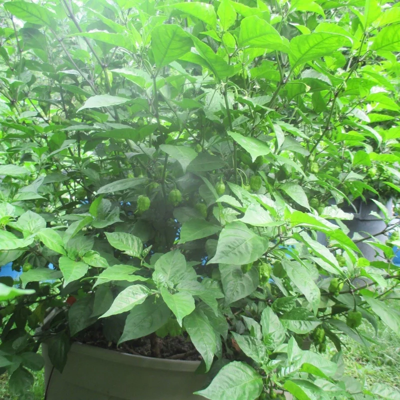 3 Carolina Reaper Super Hot Pepper Live Plants - 75+ Days Old, Vegetative Stage 3 Carolina Reaper Super Hot Pepper Live Plants - 75+ Days Old, Vegetative Stage - Image 9