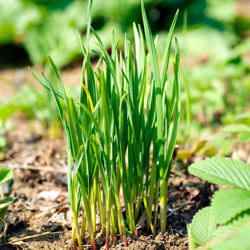 3 Chives Plants 4-7 Inch Live Herb - Allium Schoenoprasum for Garden & Pots 3 Chives Plants 4-7 Inch Live Herb - Allium Schoenoprasum for Garden & Pots - Image 2