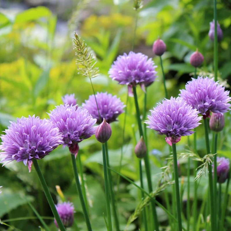 3 Chives Plants 4-7 Inch Live Herb - Allium Schoenoprasum for Garden & Pots 3 Chives Plants 4-7 Inch Live Herb - Allium Schoenoprasum for Garden & Pots - Image 3