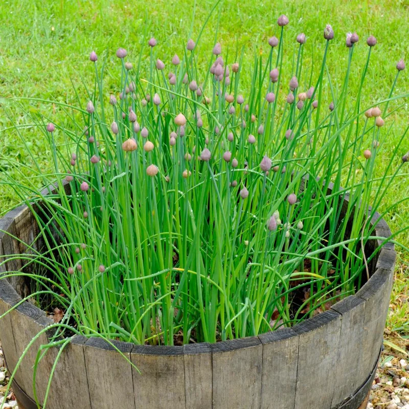 3 Chives Plants 4-7 Inch Live Herb - Allium Schoenoprasum for Garden & Pots 3 Chives Plants 4-7 Inch Live Herb - Allium Schoenoprasum for Garden & Pots - Image 4