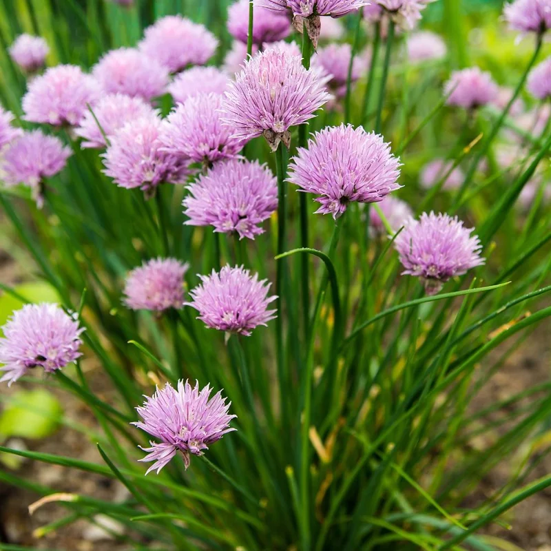 3 Chives Plants 4-7 Inch Live Herb - Allium Schoenoprasum for Garden & Pots 3 Chives Plants 4-7 Inch Live Herb - Allium Schoenoprasum for Garden & Pots - Image 5