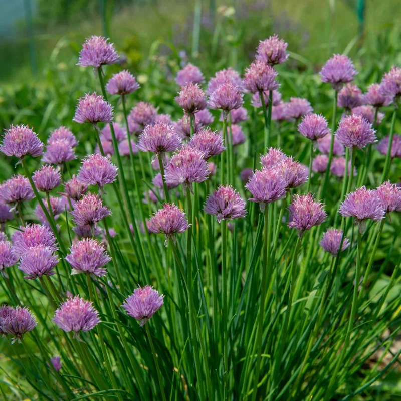 3 Chives Plants 4-7 Inch Live Herb - Allium Schoenoprasum for Garden & Pots 3 Chives Plants 4-7 Inch Live Herb - Allium Schoenoprasum for Garden & Pots - Image 6