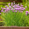 3 Chives Plants 4-7 Inch Live Herb - Allium Schoenoprasum for Garden & Pots - Image 1
