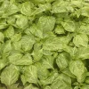 3 Chocolate Naga Viper Super Hot Pepper Live Plants - 75+ Days Old, Vegetative Stage - Image 1