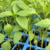 3 Hot Hungarian Wax Pepper Live Plants - 15,000 SHU, 75 Days Old, Vegetable 3 Hot Hungarian Wax Pepper Live Plants - 15,000 SHU, 75 Days Old, Vegetable - Image 1