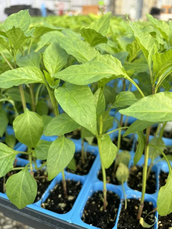 3 Hot Hungarian Wax Pepper Live Plants - 15,000 SHU, 75 Days Old, Vegetable 3 Hot Hungarian Wax Pepper Live Plants - 15,000 SHU, 75 Days Old, Vegetable - Image 1