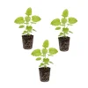 3 Live Lemon Balm Plug Plants - Fresh Scent Herb Starter, Indoor/Outdoor - Image 1