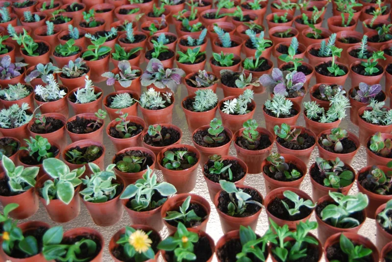 3-Plant Surprise Lot Live Garden Plants - Fairy Assortment - 2" Pots - Image 2