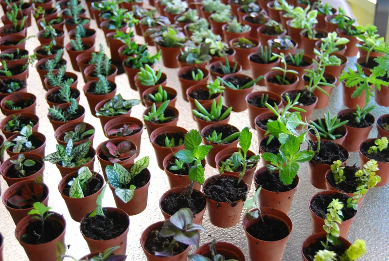 3-Plant Surprise Lot Live Garden Plants - Fairy Assortment - 2" Pots 3-Plant Surprise Lot Live Garden Plants - Fairy Assortment - 2" Pots - Image 3